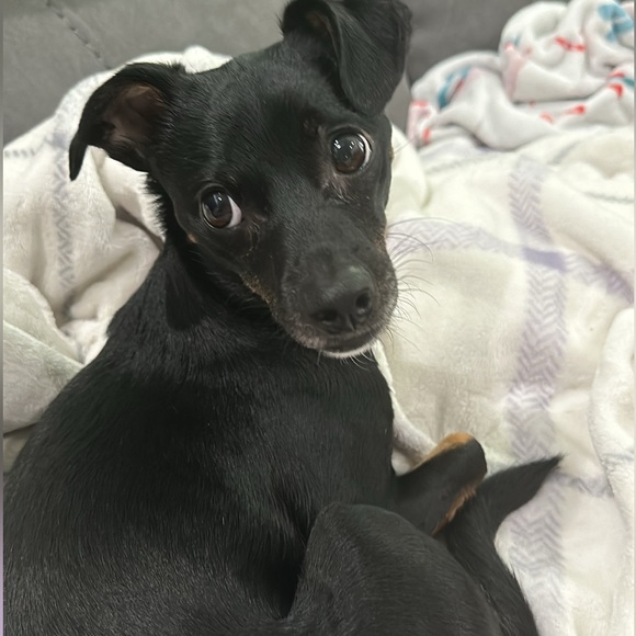 @Redmoon76 live 10/31, 6:30PM EST- new items, lots of unlisted items, demos - Picture 9 of 13